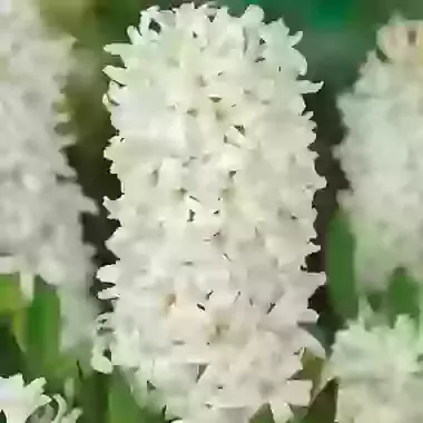 White Pearl